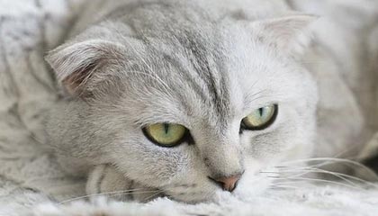 开云网址入口-快船再次大胜乔治高效砍分，快船乔治图片